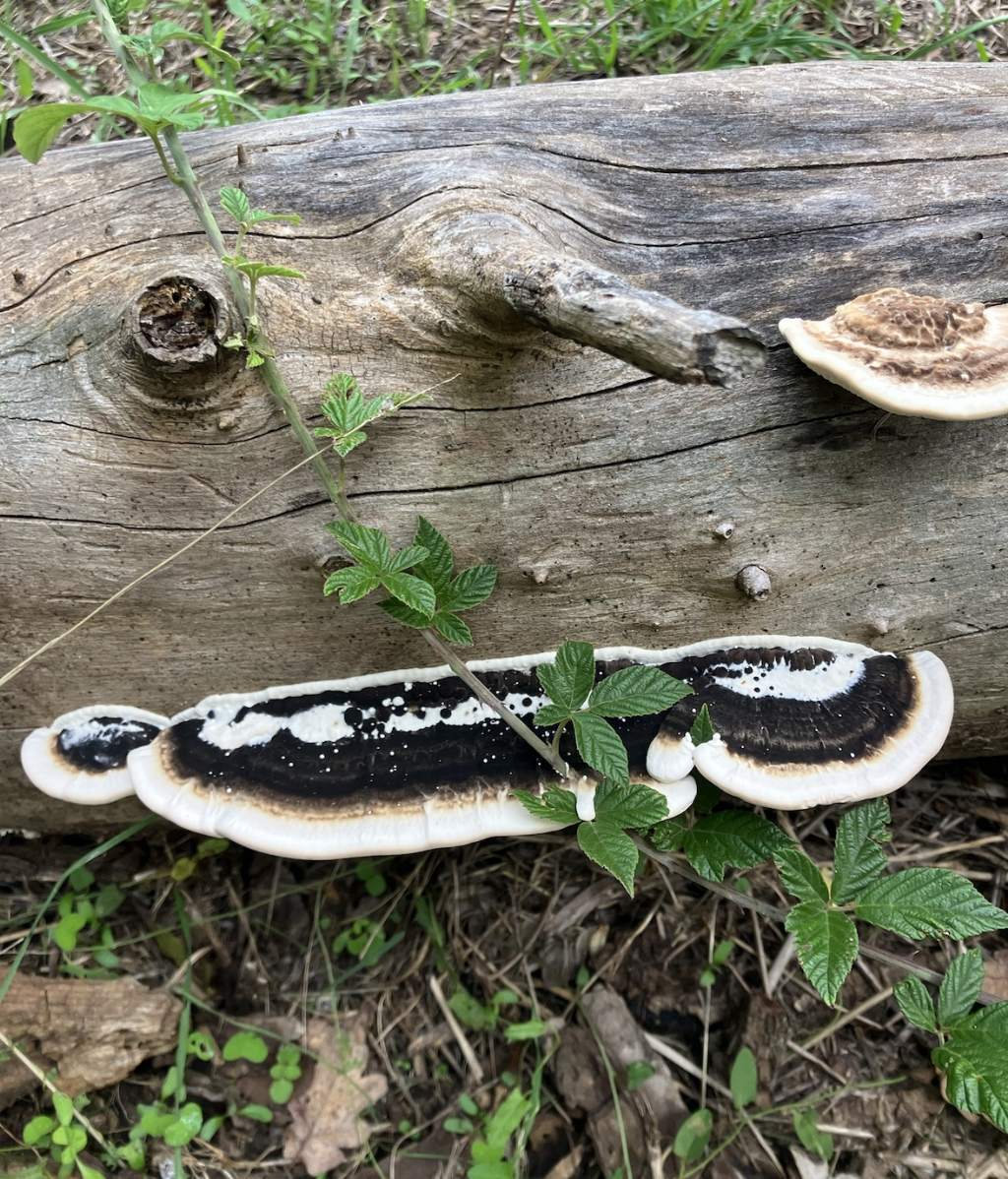 e'' Ganoderma applanatum oppure Trametes versicolor?